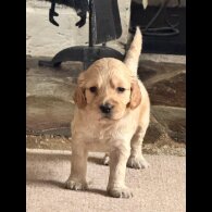 Cocker Spaniel (Show)