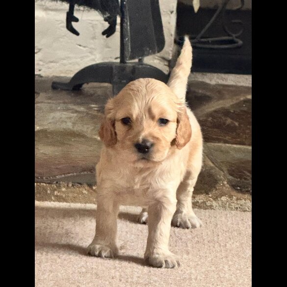 Cocker Spaniel (Show)