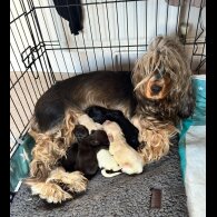 Cocker Spaniel (Show)