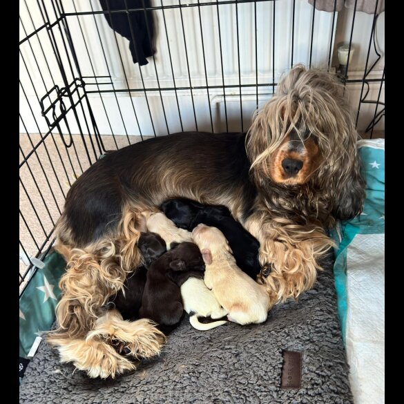 Cocker Spaniel (Show)