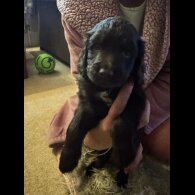 Cocker Spaniel (Show)