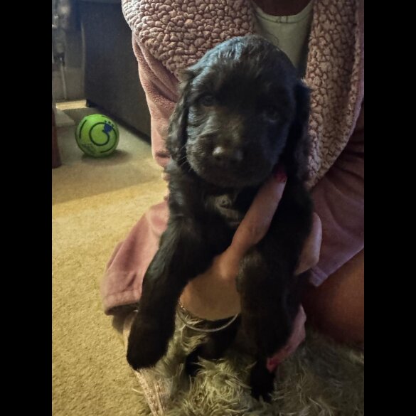 Cocker Spaniel (Show)