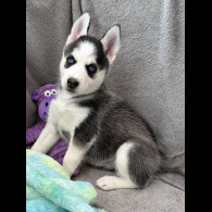 Siberian Husky