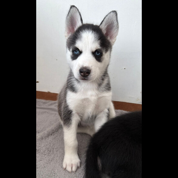 Siberian Husky