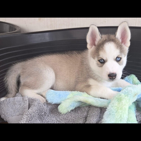Siberian Husky