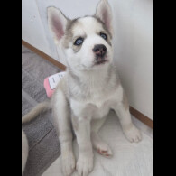 Siberian Husky