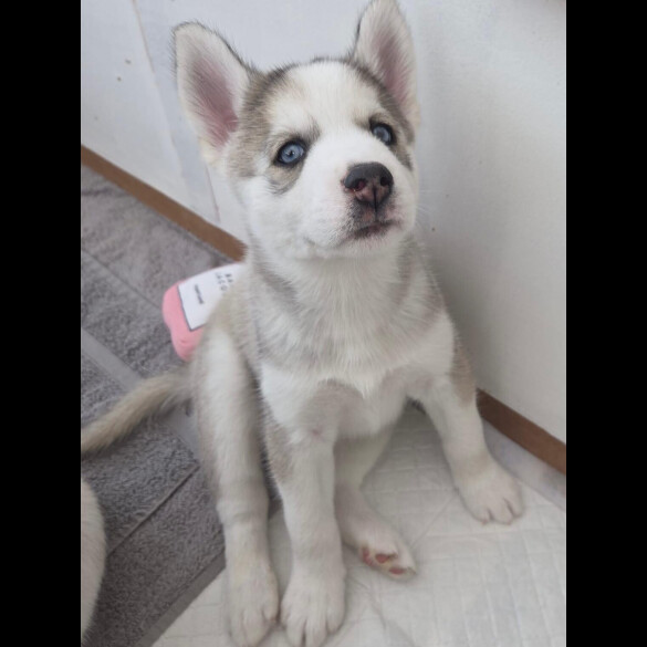 Siberian Husky