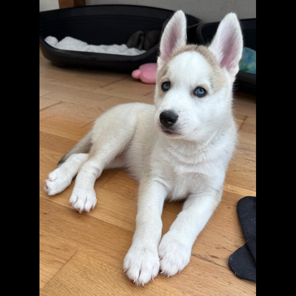Siberian Husky