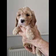 Cockapoo