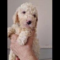 Cockapoo