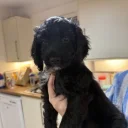 Sproodle