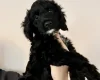Sproodle