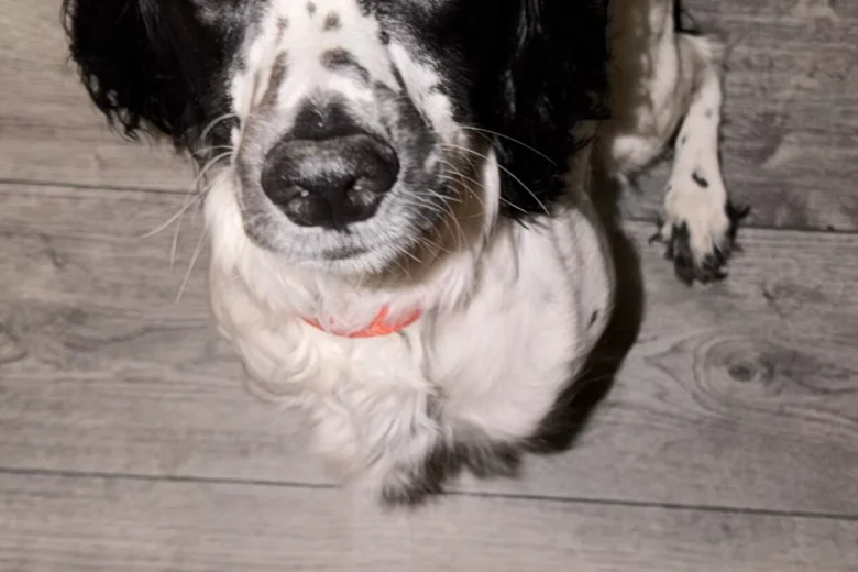 Sproodle