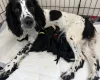 Sproodle
