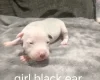 Staffordshire Bull Terrier