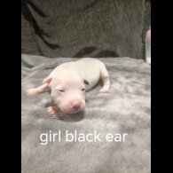 Staffordshire Bull Terrier