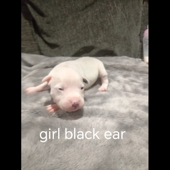 Staffordshire Bull Terrier