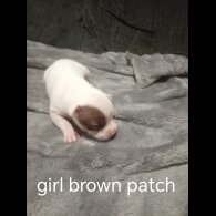 Staffordshire Bull Terrier