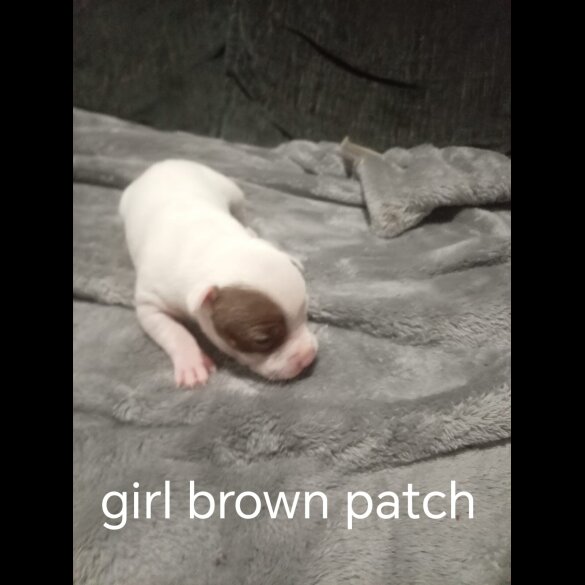 Staffordshire Bull Terrier