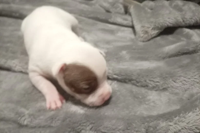 Staffordshire Bull Terrier