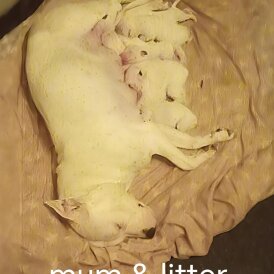 Staffordshire Bull Terrier