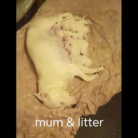 Staffordshire Bull Terrier