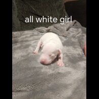 Staffordshire Bull Terrier