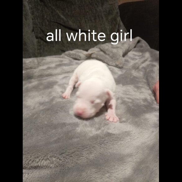 Staffordshire Bull Terrier