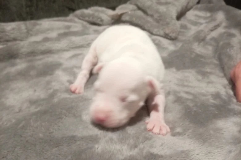Staffordshire Bull Terrier