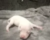 Staffordshire Bull Terrier