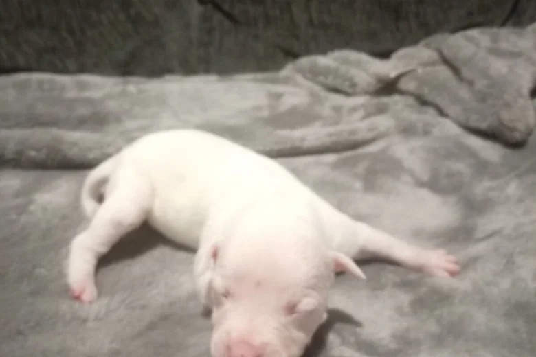 Staffordshire Bull Terrier