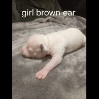 Staffordshire Bull Terrier