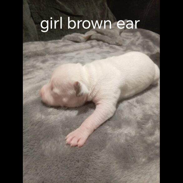 Staffordshire Bull Terrier