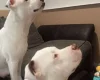 Staffordshire Bull Terrier