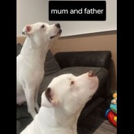 Staffordshire Bull Terrier