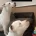 Staffordshire Bull Terrier