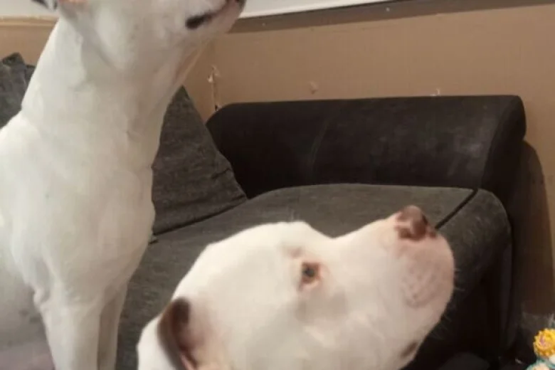 Staffordshire Bull Terrier