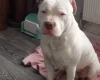 Staffordshire Bull Terrier