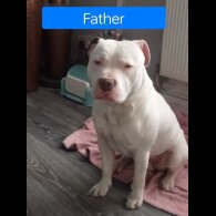 Staffordshire Bull Terrier