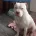 Staffordshire Bull Terrier