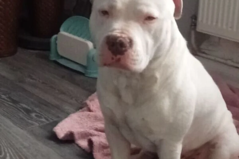 Staffordshire Bull Terrier
