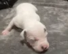 Staffordshire Bull Terrier