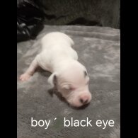 Staffordshire Bull Terrier