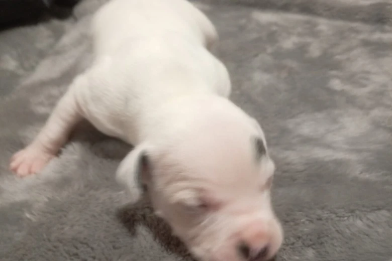 Staffordshire Bull Terrier
