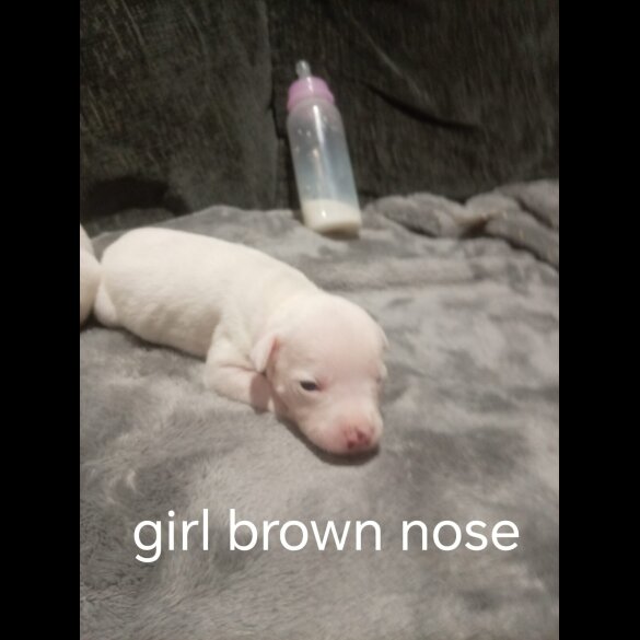 Staffordshire Bull Terrier