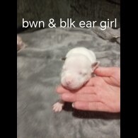 Staffordshire Bull Terrier