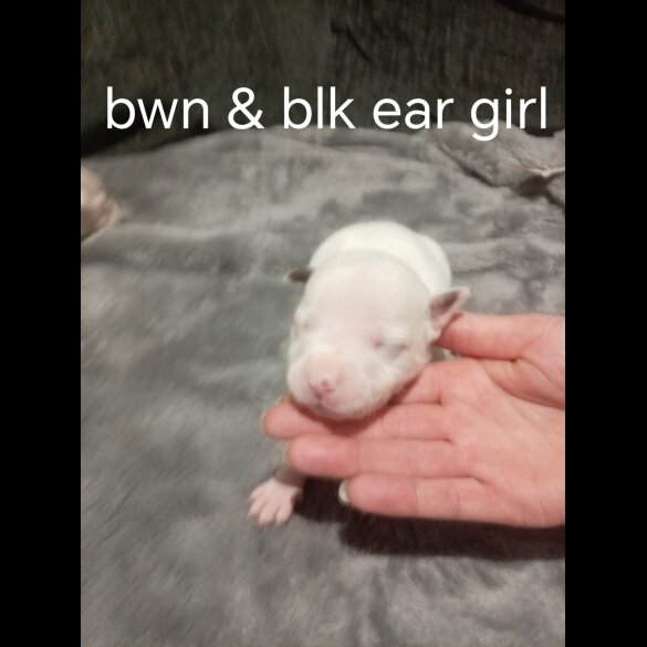 Staffordshire Bull Terrier