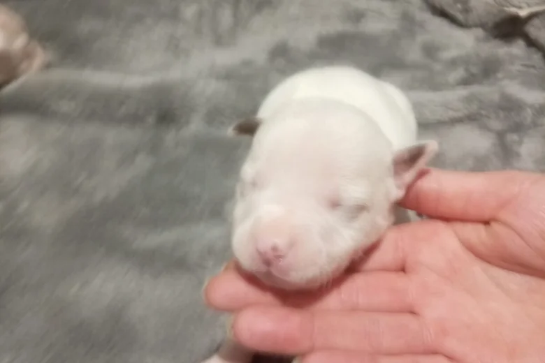 Staffordshire Bull Terrier