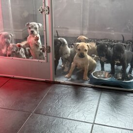 Staffordshire Bull Terrier