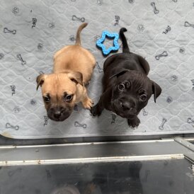 Staffordshire Bull Terrier